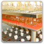 Stock culture preparation