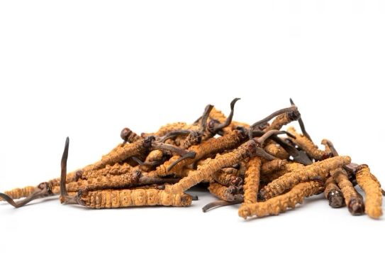 close-up-ophiocordyceps-01 close-up-ophiocordyceps-01